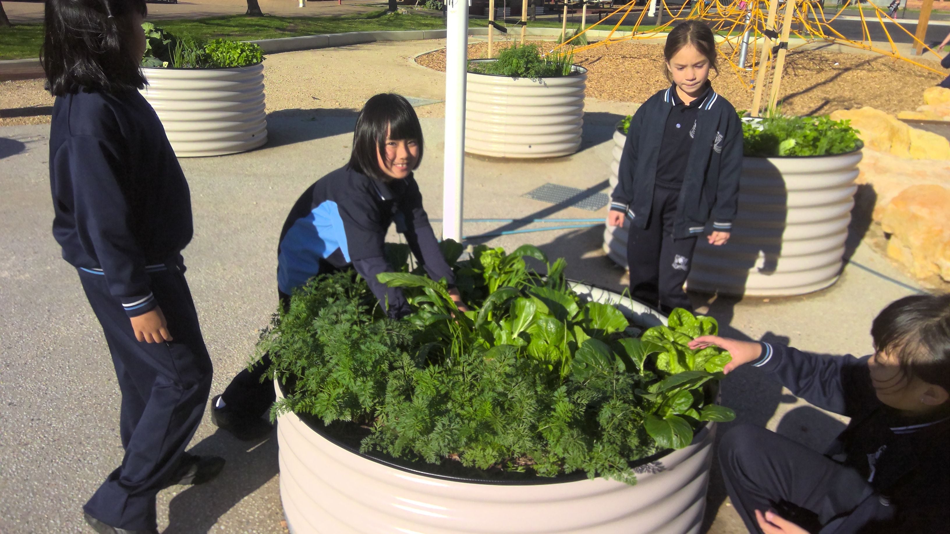 Sustainability Garden Harvest Photo Two Sustainability Garden Harvest Photo Two